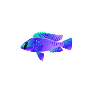 Violet Calliptera Cichlid